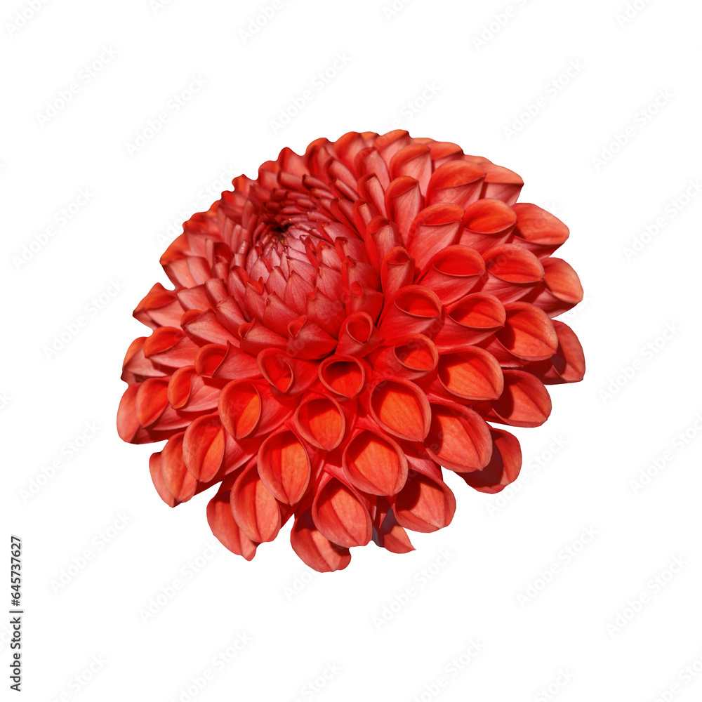 Red flower. Orange dahlia flower isolated on transparent background. Red flower. Orange dahlia flower isolated on transparent background.