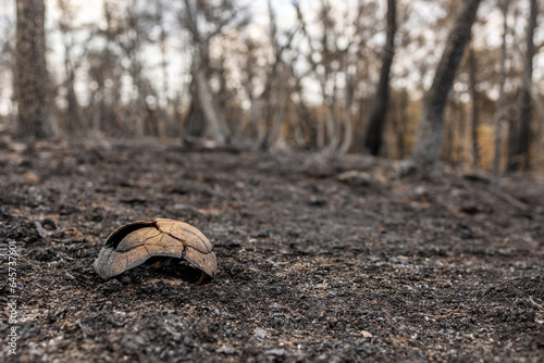 Obraz na plátně Catastrophic results of massive wildfires in Evros region of Greece, recovery an
