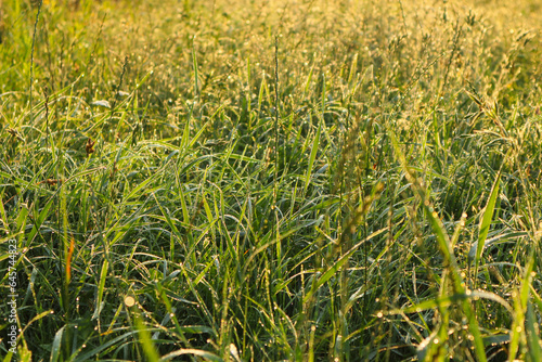 Low angle ground view on yellow, green grass with dew drops in sunlight on a autumn meadow. Bright, vibrant, multicoloroed scenery. Morning nature background with beautiful drop