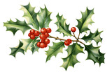 A transparent white background with an isolated holly branch clip art, perfect for Christmas and New Year decorations during the winter season.