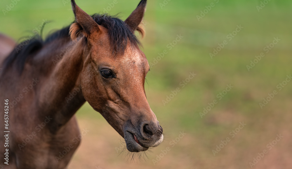 Small brown Arabian horse foal closeup detail to head, blurred green grass background Small brown Arabian horse foal closeup detail to head, blurred green grass background