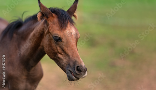 Small brown Arabian horse foal closeup detail to head, blurred green grass background