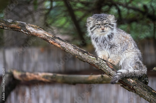 Canvas Print Pallas's cat - Otocolobus manul - resting on wooden branch