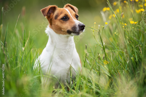 Small Jack Russell terrier sitting on meadow in spring, yellow flowers near