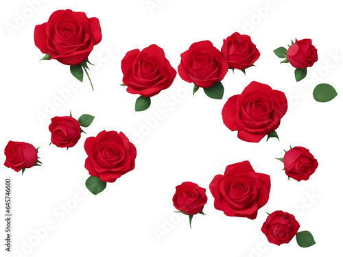 Rose isolated on background. Design element of flower cut out.