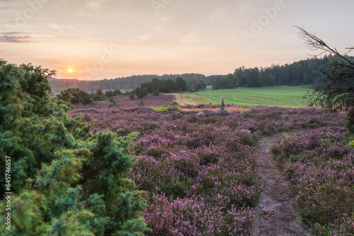 lueneburg heather at sunrise
