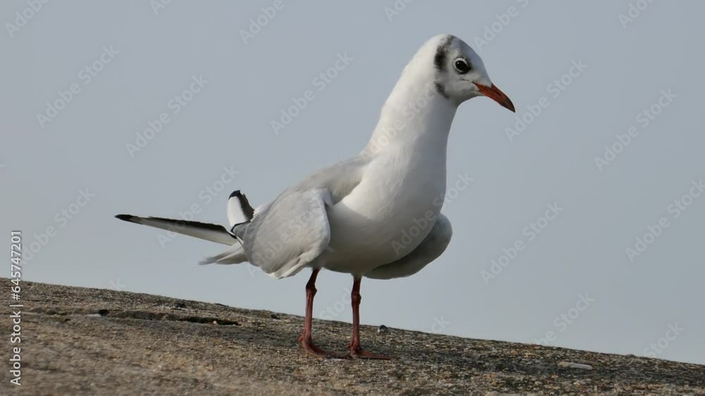 Mouette rieuses criants sur un rocher Mouette rieuses criants sur un rocher
