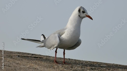 Mouette rieuses criants sur un rocher