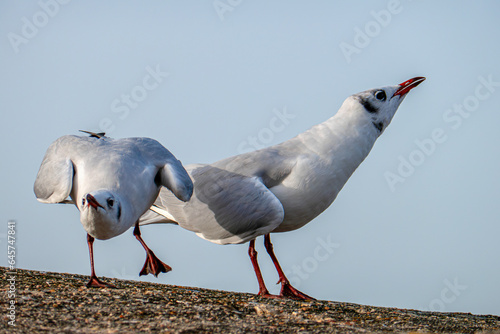 mouettes rieuses criants sur un rocher photo