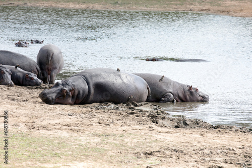 View of hippo at river