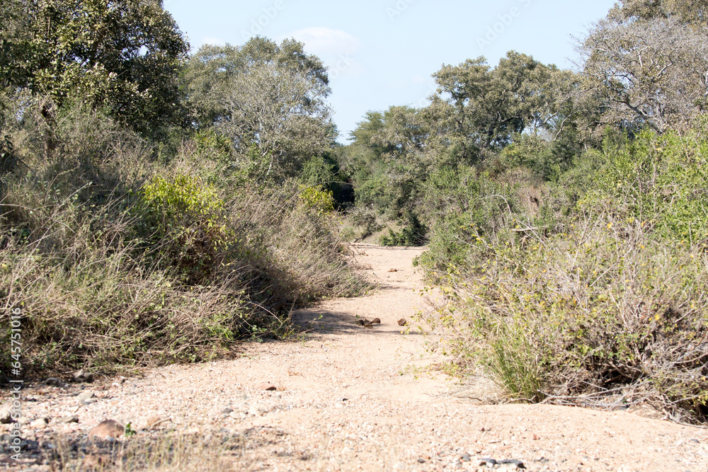 View of a dry river