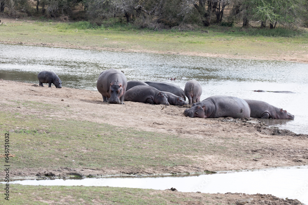 Fototapeta premium View of hippo at river