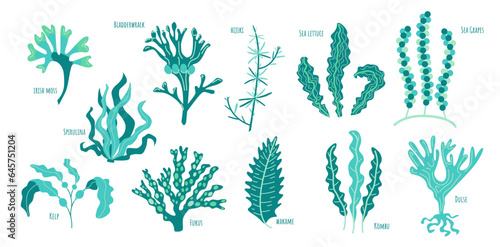 Set of edible algae: Kelp, Spirulina, Chlorella, Bladderwrack, Hijiki, Sea lettuce, Sea Grapes, Kombu, Fukus, Wakame, Dulse. Seaweed collection. Blue sea plants. 