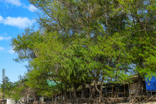 trees on the beach, trees in the park, pines tree at beach, summer beach, lombok beach, trees in the forest