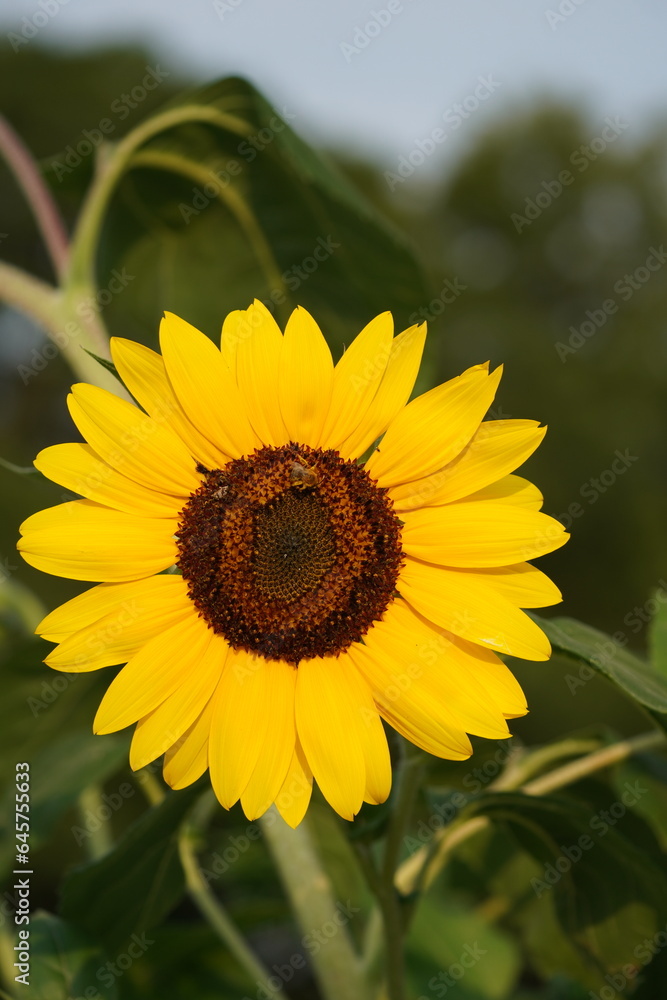 Fototapeta premium sunflowers in garden