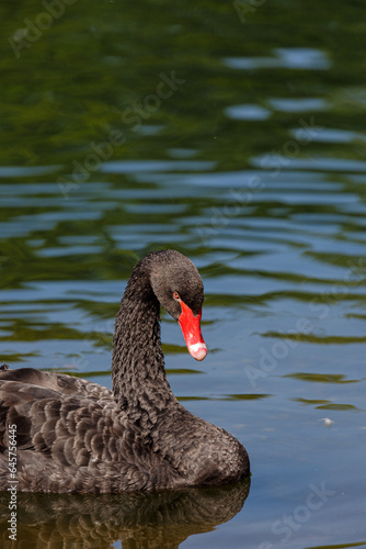 Black mute swan swimming in lake