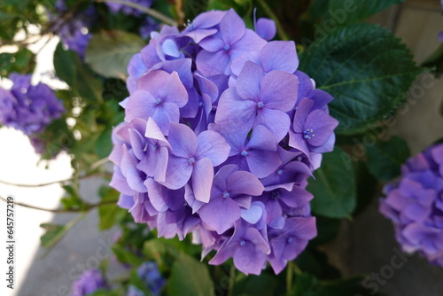 purple hydrangea flower  pretty bush flowers in the garden. different colors of hydrangea