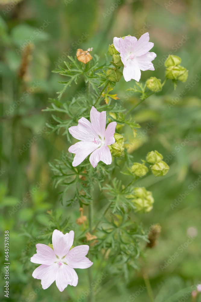 close-up of beautiful pink musk mallow (Malva moschata) flowers growing wild close-up of beautiful pink musk mallow (Malva moschata) flowers growing wild