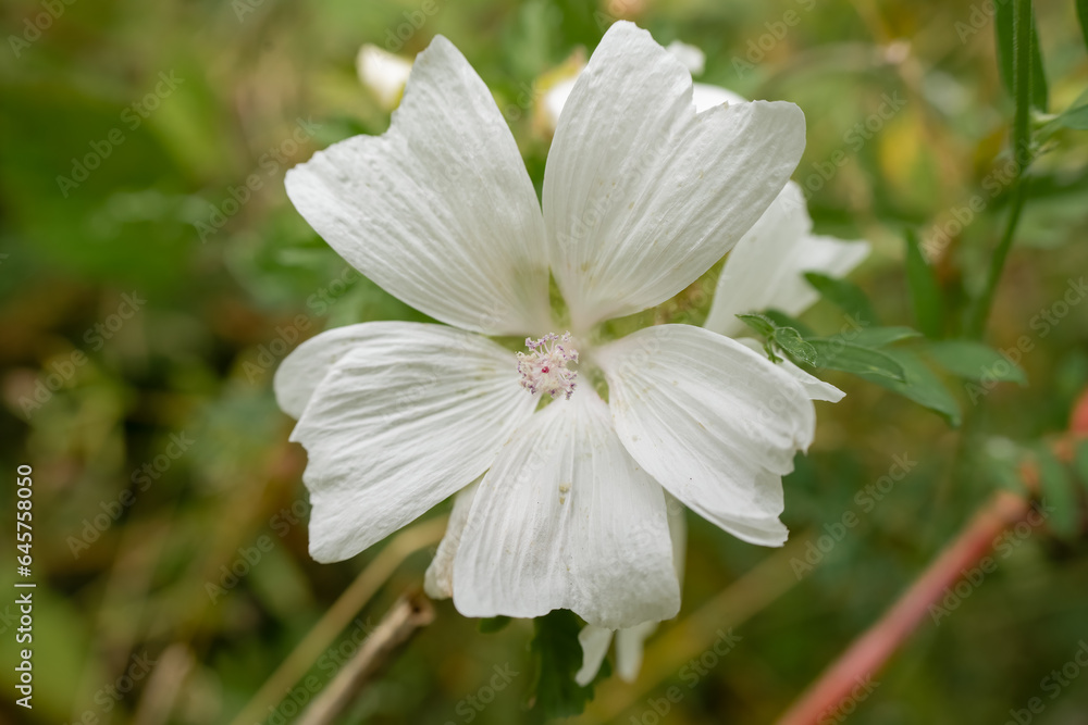 close-up of a beautiful white musk mallow (Malva moschata) flower growing wild close-up of a beautiful white musk mallow (Malva moschata) flower growing wild