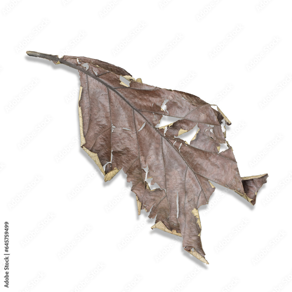 Naklejka premium dry leaf isolated on white