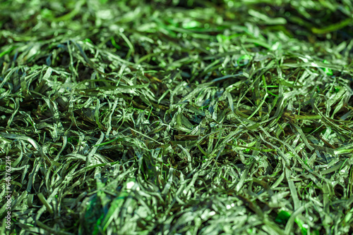 Seaweed sea grass is long and green in bulk, close-up, selective focus
