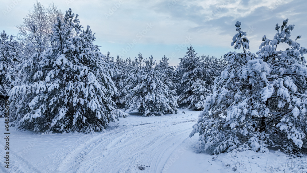 Fototapeta premium Country road and snow-covered forest in winter.