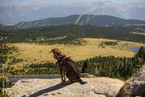 Une chienne attentive dans la montagne © Marc