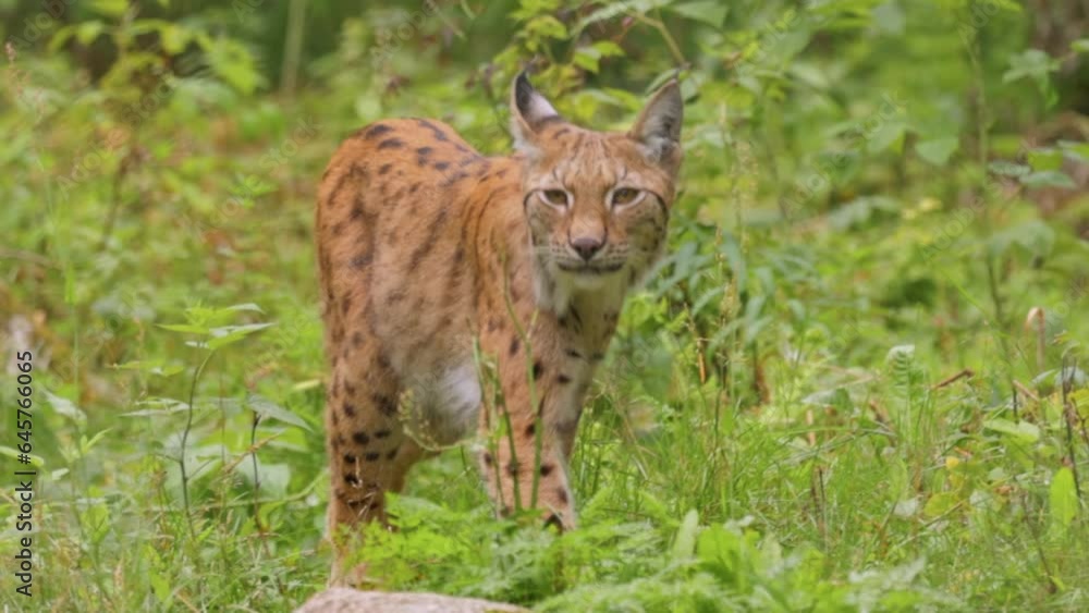 The Eurasian lynx (Lynx lynx) in the forest. The Eurasian lynx (Lynx lynx) in the forest.