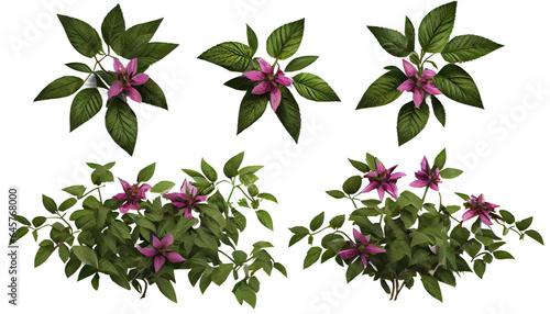 Rosemarinus Officinalis creeper plant. 3d render, transparent background, png cutout photo