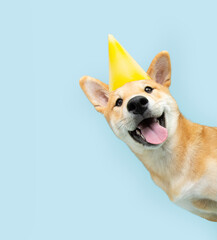 Portrait funny and happy shiba inu puppy dog peeking out from behind a blue banner celebrating birthday, anniversary, or carnival. Isolated on blue pastel background
