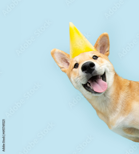 Portrait funny and happy shiba inu puppy dog peeking out from behind a blue banner celebrating birthday, anniversary, or carnival. Isolated on blue pastel background