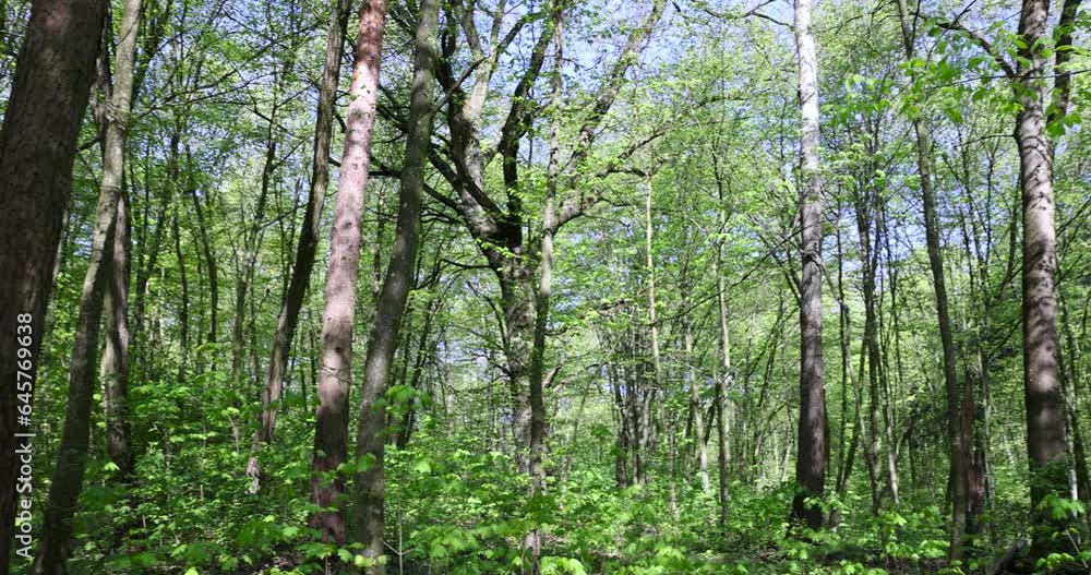 trees with the first foliage in the forest in the spring season, the first foliage on trees in the spring season trees with the first foliage in the forest in the spring season, the first foliage on trees in the spring season