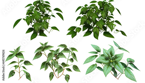 Rosemarinus Officinalis creeper plant. 3d render  transparent background  png cutout