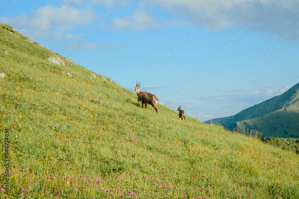 Mountain goats graze on the green meadow of the Tatra slope Mountain goats graze on the green meadow of the Tatra slope