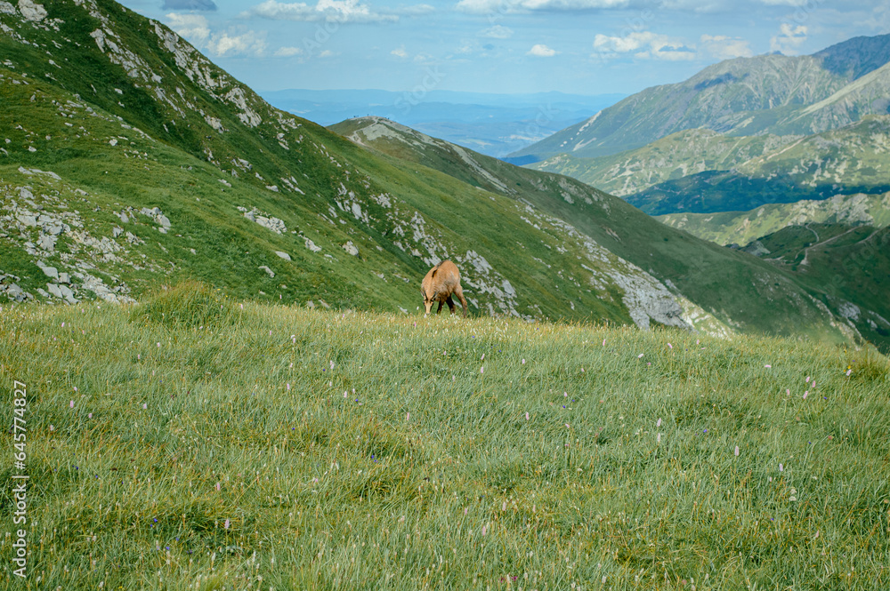 Mountain goats graze on the green meadow of the Tatra slope