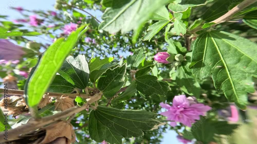 Pink and purple flowers on the tree Pink and purple flowers on the tree