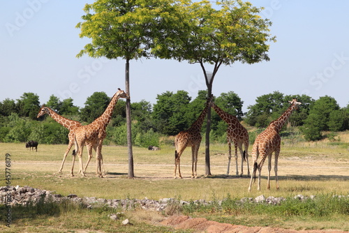 Giraffe in the savannah at the zoo. Columbus, Ohio.  © Jessica Brouillette