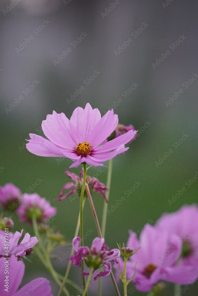 flowers and cosmos and roses in the garden flowers and cosmos and roses in the garden