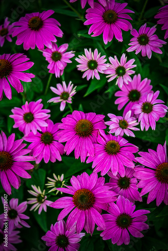 Purple Flowers