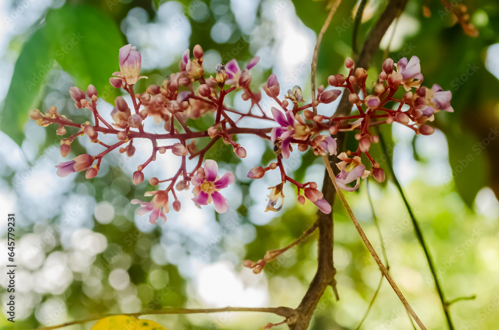 Starfruit Blossoms Starfruit Blossoms