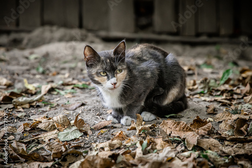 Three-colored mama cat in dry autumn leaves in the backyard of the farmhouse