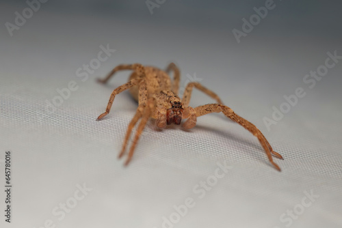 Obraz na plátně Vampire of the Arachnid World: Nosferatu Spider -Zoropsis Spinimana