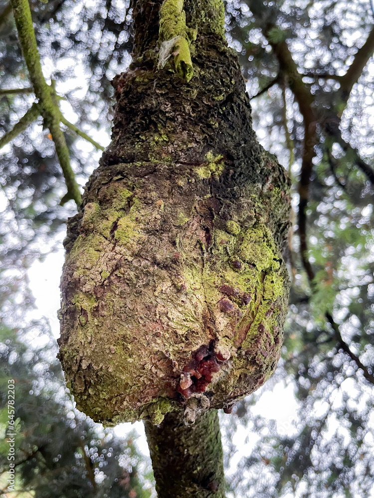 Obraz premium Baumkrebs an einer alten Wald Kiefer mit Harz