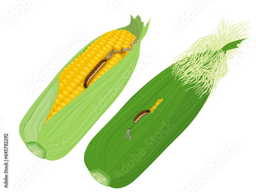 Fall Armyworm eating corn leaves on white background.