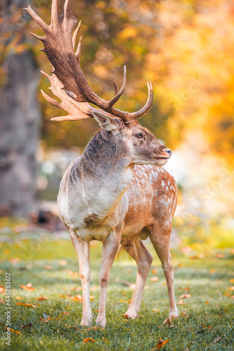 Red deer male portrait on brightly colored autumn leaves background. Portrait of majestic powerful adult red deer stag in autumn fall forest sunset sunlight. Wildlife animal portrait. Beautiful nature © icemanphotos
