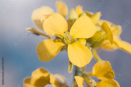Żółty kwiat polny