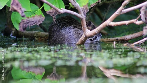 Swimming nutria muskrat beaver rat or river rat in garden pond or lake looking for food at water surface as invasive species in european waters with beever teeth grooming and eating in water as rodent photo