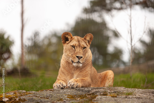 Schilderij op canvas The lioness lies on a stone. Animal portrait close-up