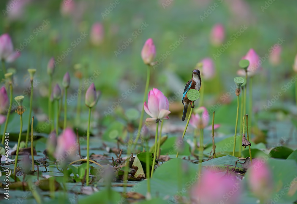 King fisher in beautiful lotus flowers in the Morning King fisher in beautiful lotus flowers in the Morning