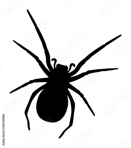 Spinne